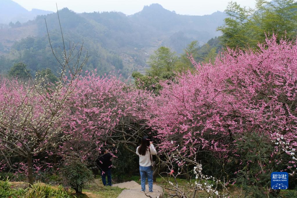 春季山乡赏梅乐 乡村旅游人气旺