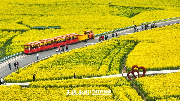 黔南贵定：金海雪山花开醉 赏春又遇好风光