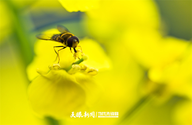 黔南贵定：金海雪山花开醉 赏春又遇好风光