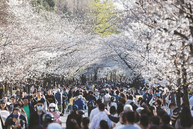 南京市鸡鸣寺路樱花竞相绽放