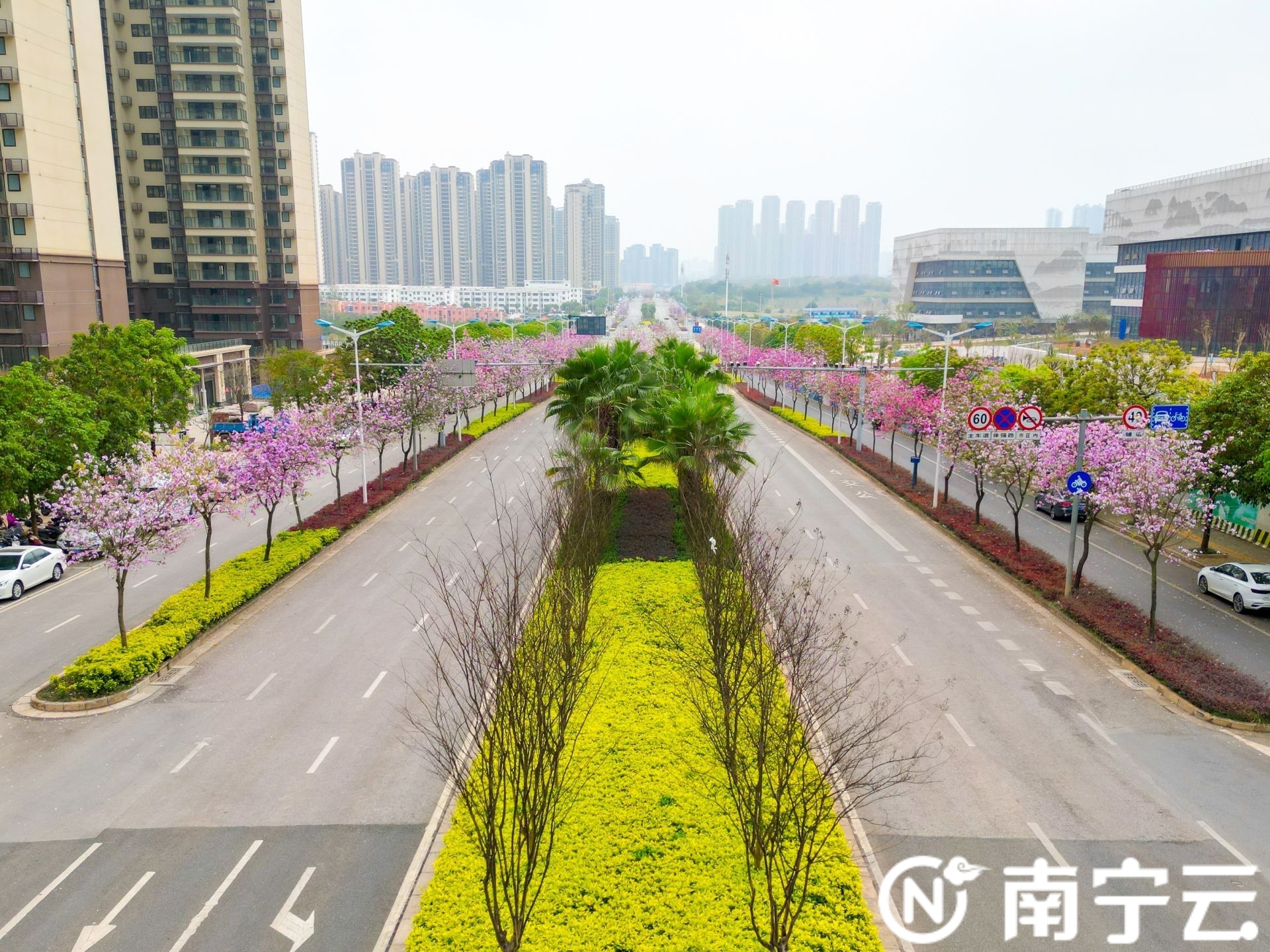 南宁：紫荆花开春色美 浪漫“花路”惹人醉