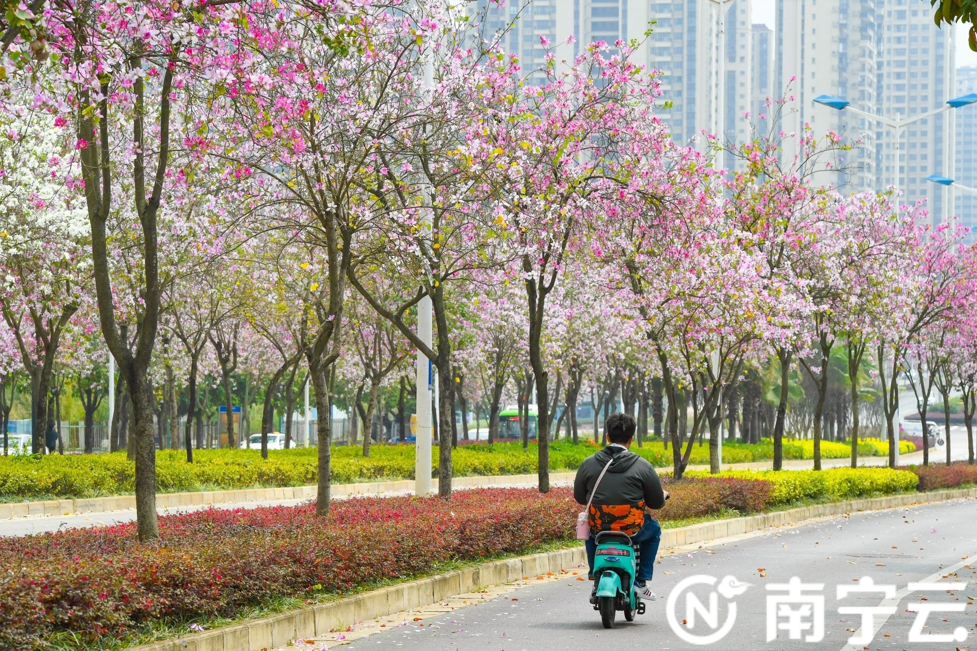 南宁：紫荆花开春色美 浪漫“花路”惹人醉