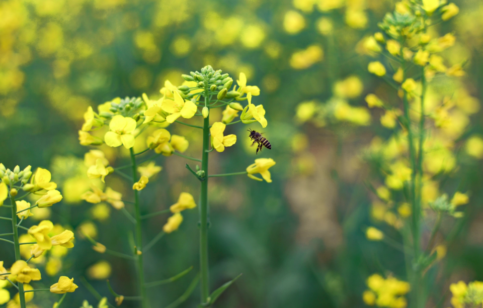 广西容县油菜花开春意浓_fororder_图片37