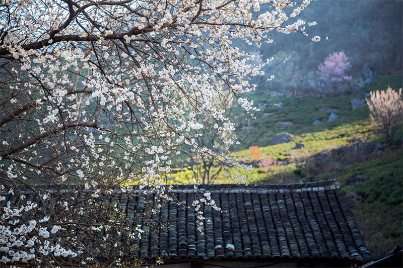 【春日“豫”新景】信阳商城：山花烂漫迎春来_fororder_西河农家的杏花向春开 余敦梅 摄 - 复件(1)