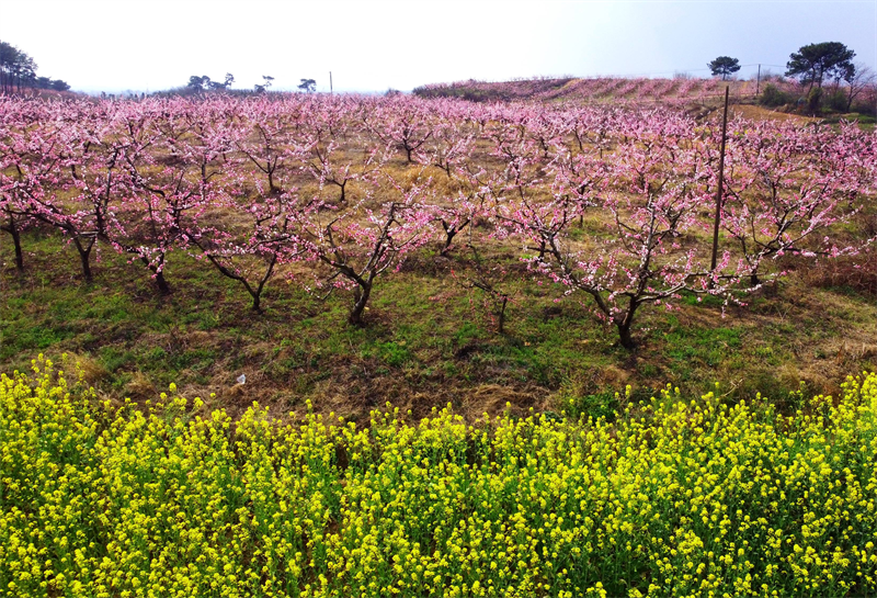 【原创】以花为媒 振兴乡村：信阳市光山县斛山乡第六届桃花文化节开幕_fororder_图片3