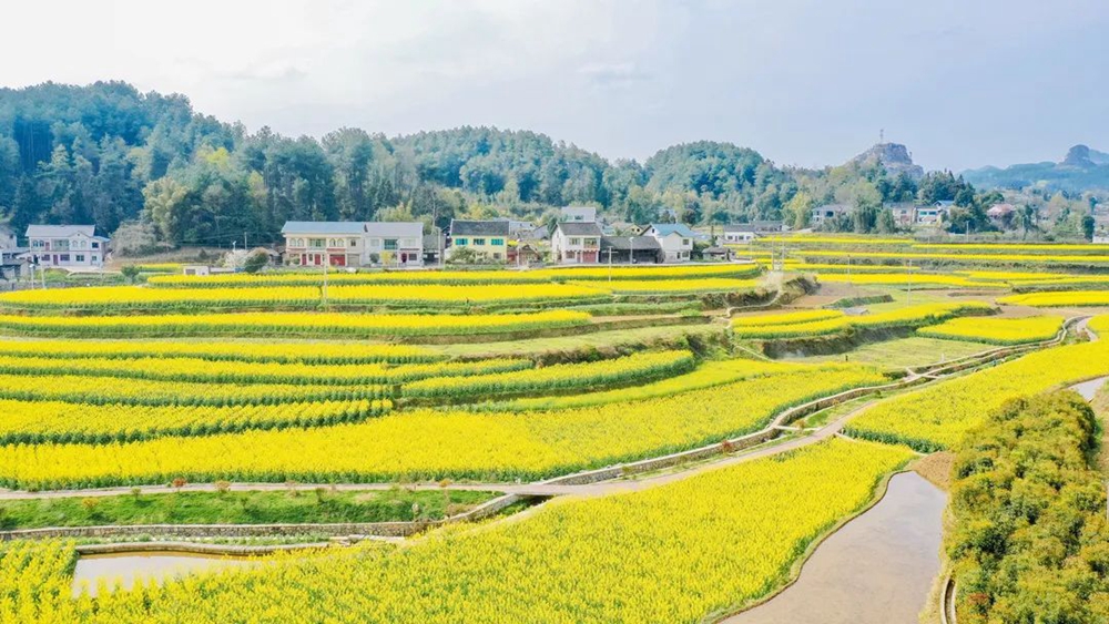 【多彩贵州•花漾中国】贵州遵义：“春日寻芳”踏青赏花好去处_fororder_微信图片_20230315115030