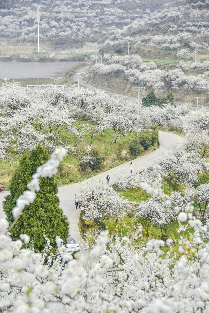 【多彩贵州•花漾中国】贵州遵义：“春日寻芳”踏青赏花好去处_fororder_微信图片_20230315115113