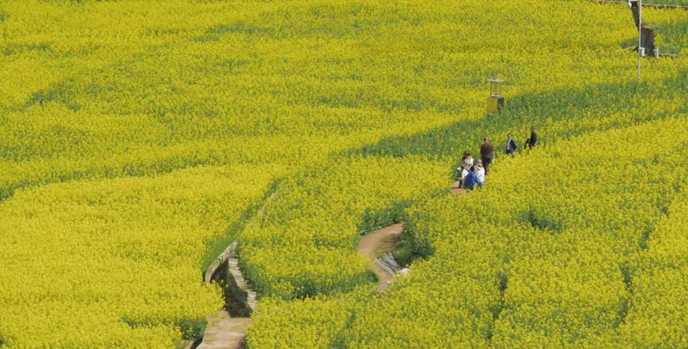 【多彩贵州•花漾中国】贵州遵义：“春日寻芳”踏青赏花好去处_fororder_微信图片_20230315115302