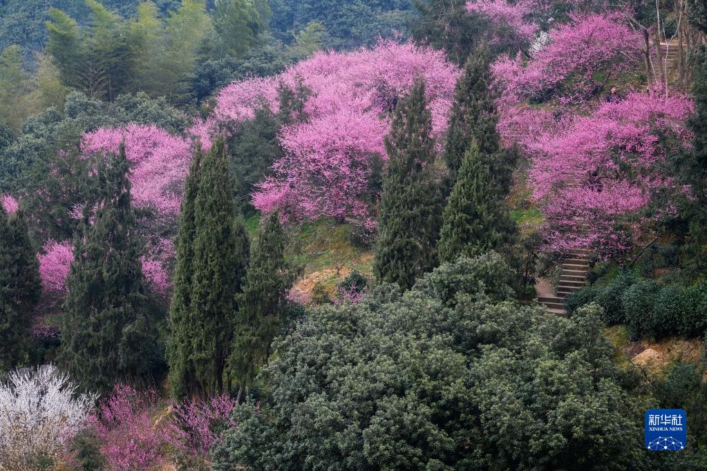 春季山乡赏梅乐 乡村旅游人气旺