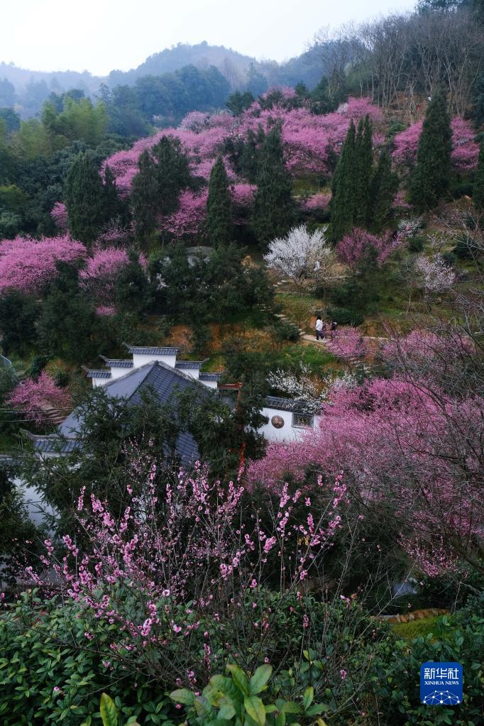 春季山乡赏梅乐 乡村旅游人气旺