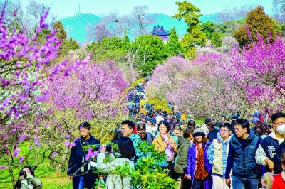 南京梅花山迎客流高峰