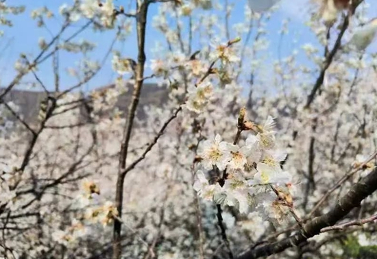 （供稿）贵州水城发耳镇：共赴花季之约 共赏“春雪”之美_fororder_微信图片_20230220103402