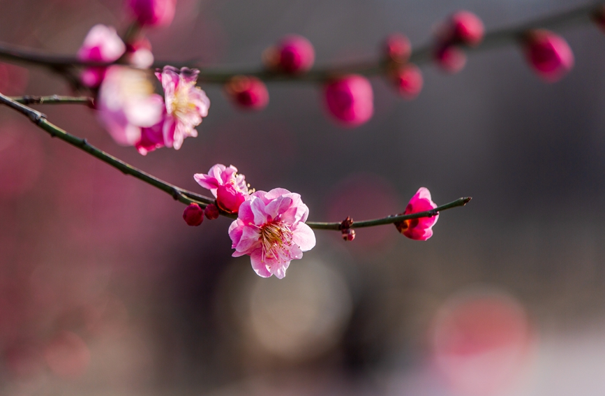 平顶山市鲁山县：梅花盛开春意浓