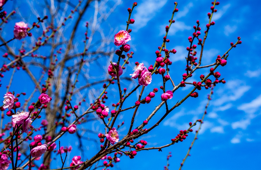 平顶山市鲁山县：梅花盛开春意浓