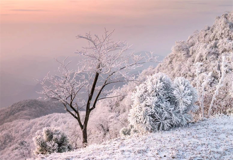 【原创】信阳新县：初春雾凇惹人醉_fororder_玉树琼花，傲立风雪 （党智华 摄）