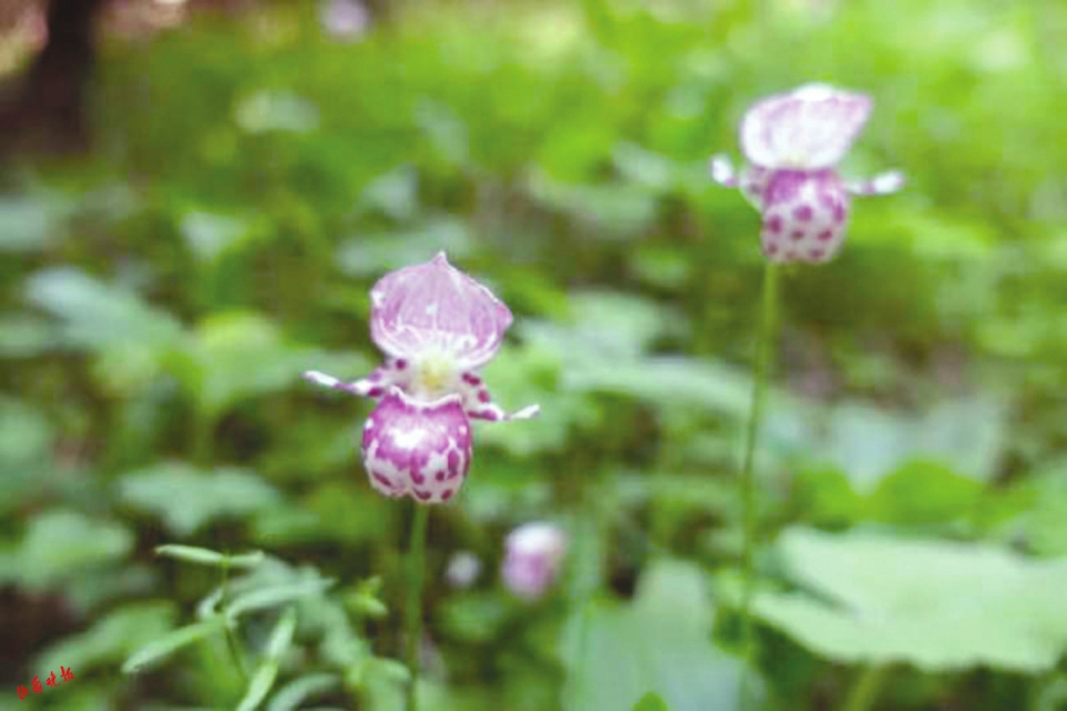 山西省划分5大野生动植物保护区_fororder_1