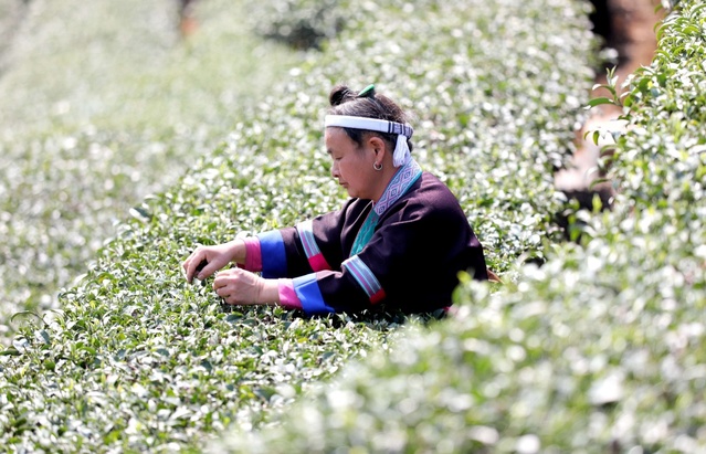 广西：春暖茶香　绿意盎然