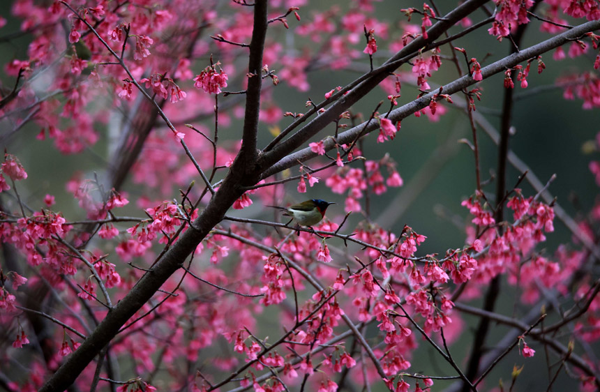 广西：春花烂漫时 乡村美如画