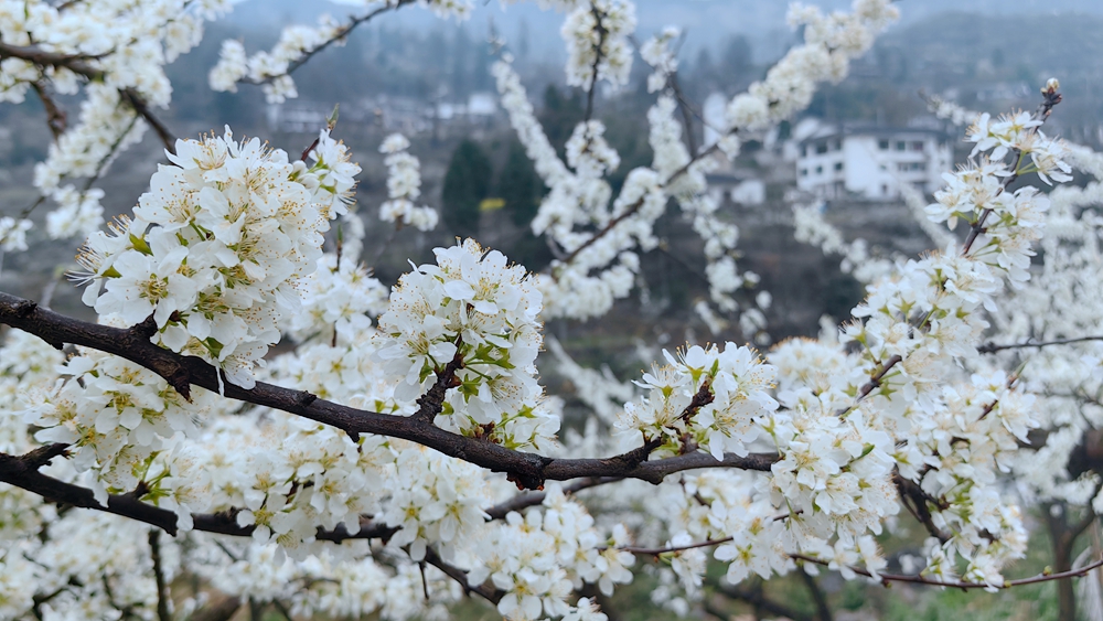 贵州修文蜈蚣桥村：千亩李花绽放如雪_fororder_微信图片_20230316160949