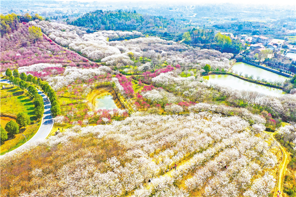 武汉：樱花满山坡_fororder_01