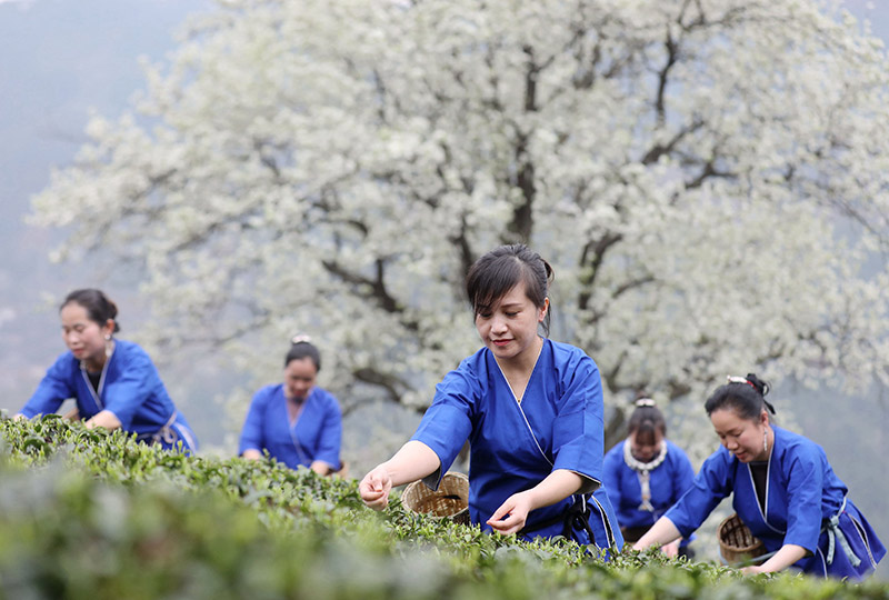 广西三江：梨花绽放引客来