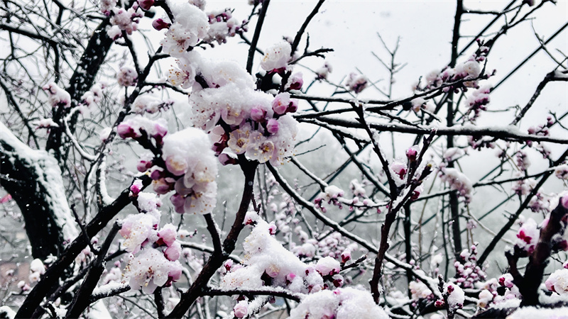 【原创】安阳林州：太行大峡谷喜降桃花雪_fororder_5c1489cbeea977b442832ff3c2c816b