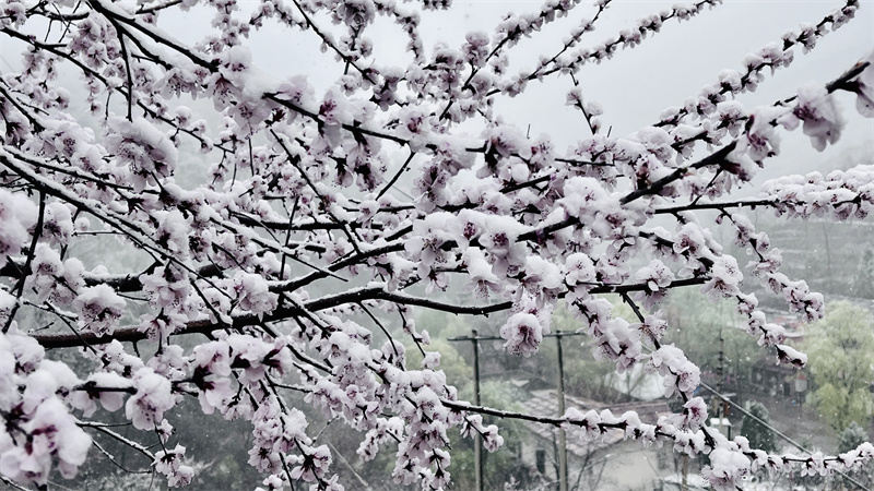 【原创】安阳林州：太行大峡谷喜降桃花雪_fororder_c5e3f5fa9c6a44e436695c61278da62