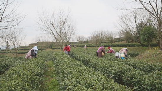 贵州平塘18.88万亩春茶开采赶市_fororder_茶农采茶来 (1) (1)