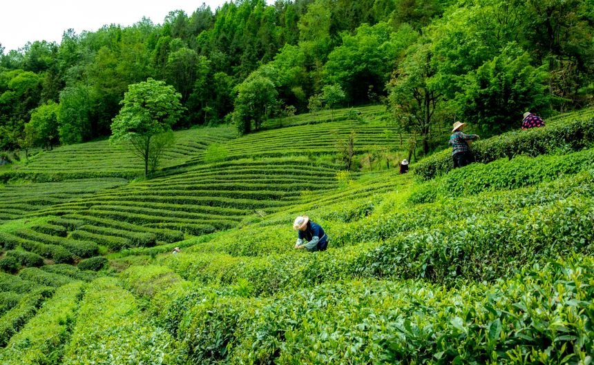 湖北神农架：茶旅融合有“回甘”