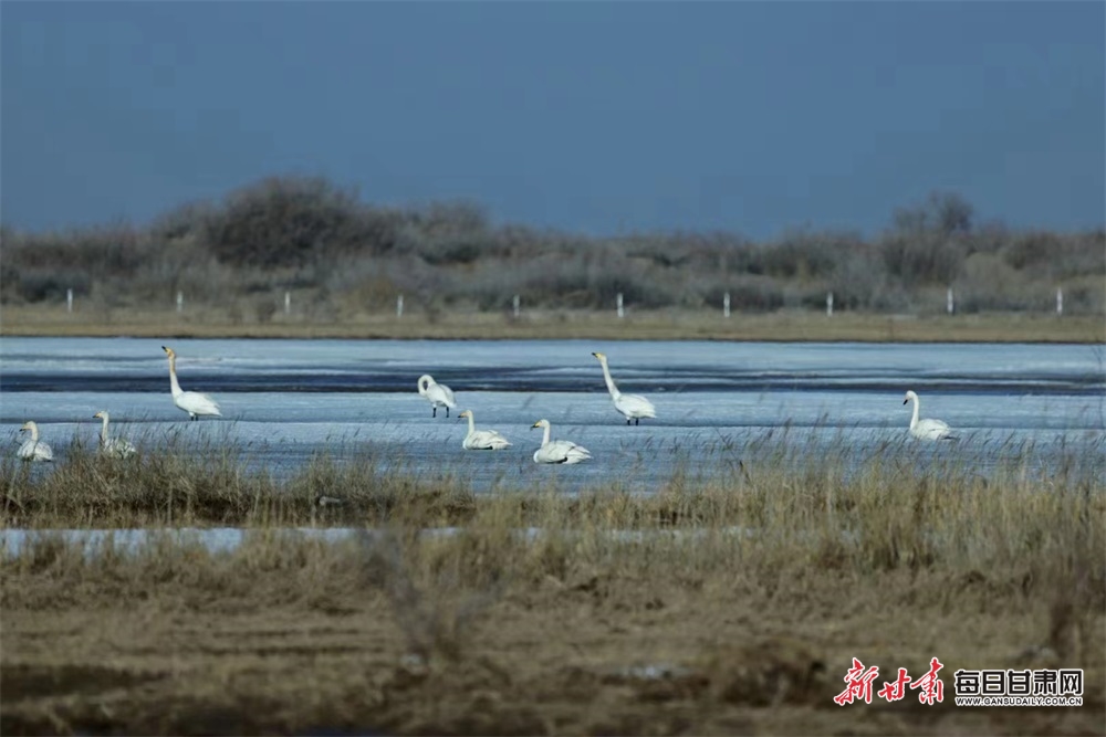 【轮播】酒泉金塔湿地天鹅起舞春意浓_fororder_3