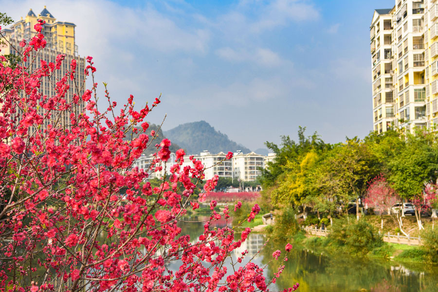 广西德保：鉴河两岸桃花艳