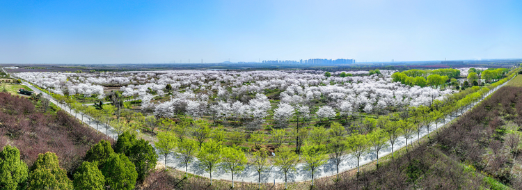 合肥蜀山：樱花绽放 邂逅春天_fororder_图片2