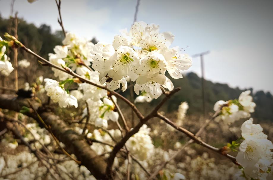 昆明宜良北古城镇米户村举办2023年首届樱桃•花节_fororder_2