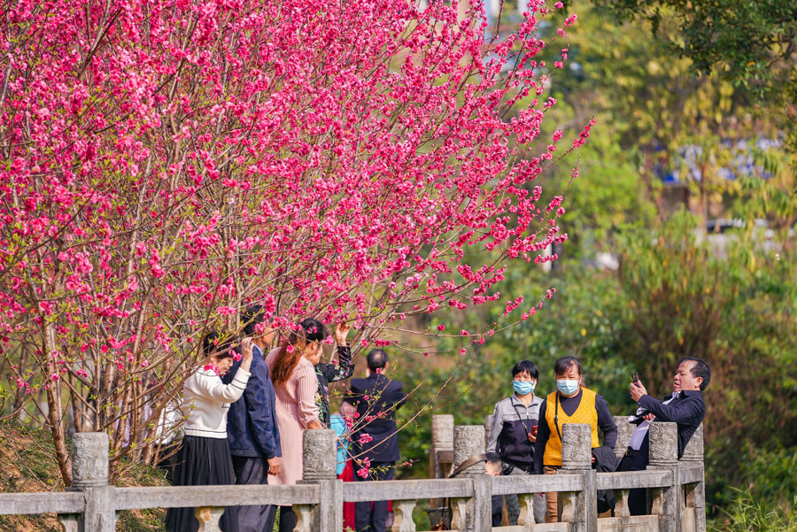 广西德保：鉴河两岸桃花艳