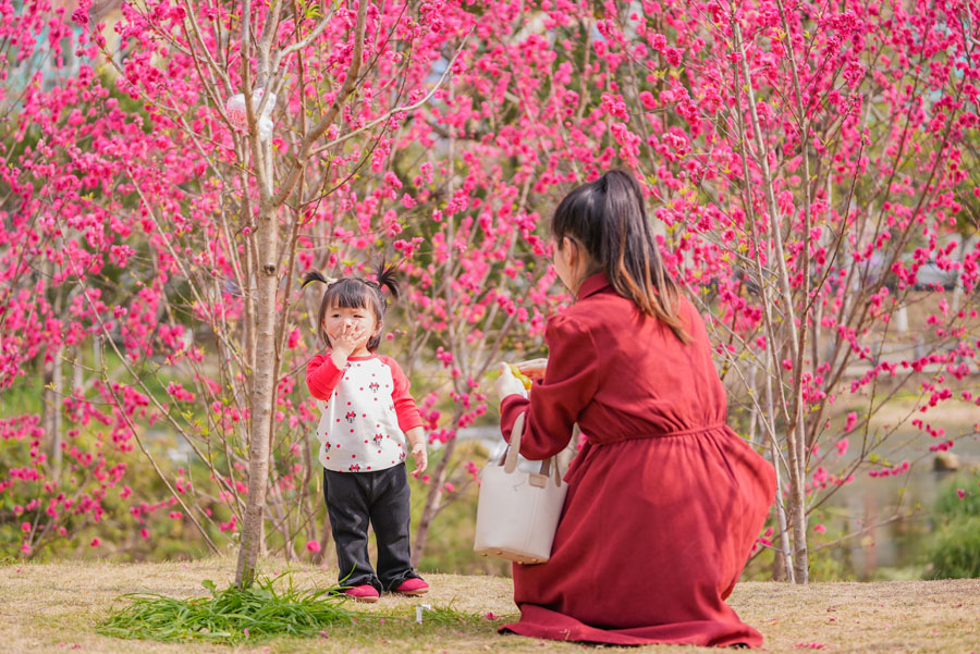 广西德保：鉴河两岸桃花艳