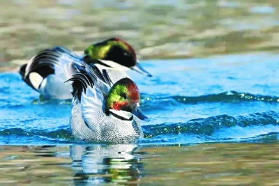 螺纹鸭首现圆明园