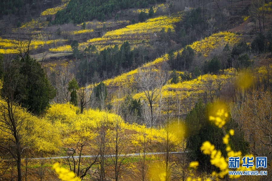 连翘花开 春满群山