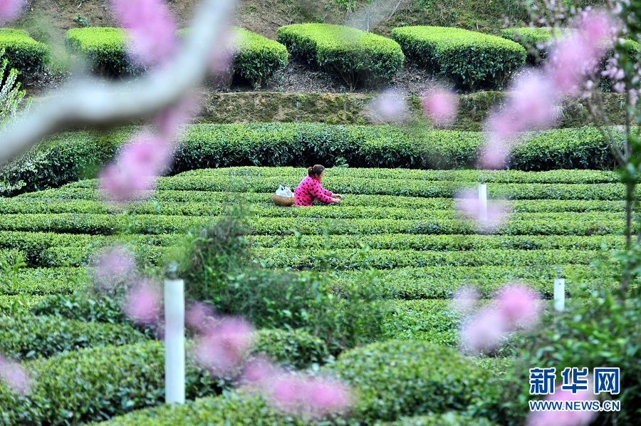 湖北宜昌：春花相伴采茶忙