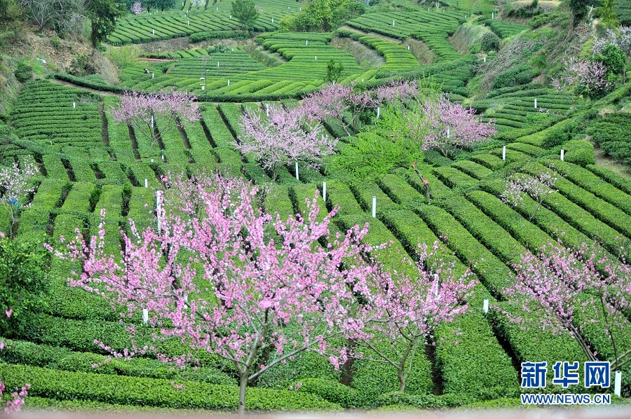 湖北宜昌：春花相伴采茶忙