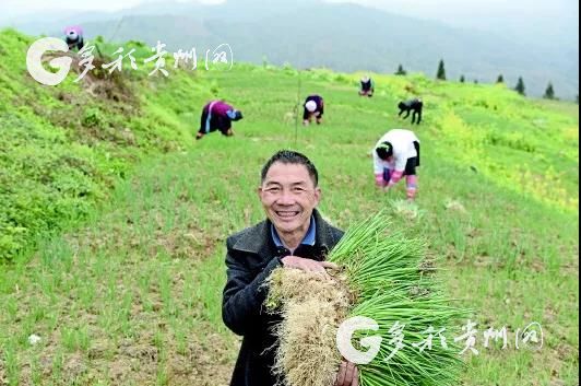 （大扶贫）“葱”忙村支书黎应松：香葱卖到9块5 村民可以多赚了