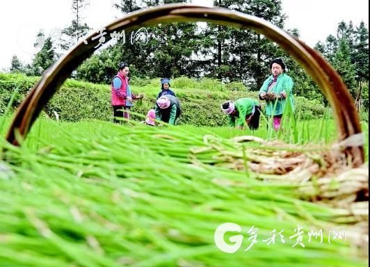 （大扶贫）“葱”忙村支书黎应松：香葱卖到9块5 村民可以多赚了