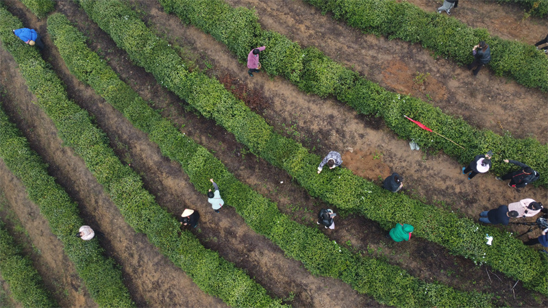 【原创】信阳市光山县凉亭乡：春分时节采茶忙_fororder_茶园里一片忙碌的景象。向宣垣 摄 无人机照片