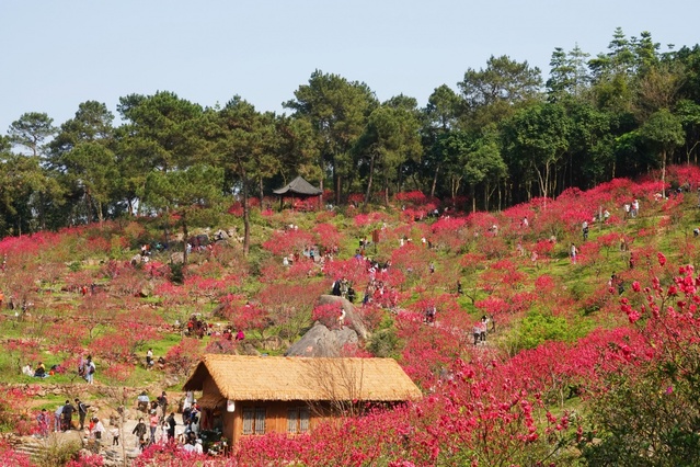 广西：又到桃花满山烂漫时