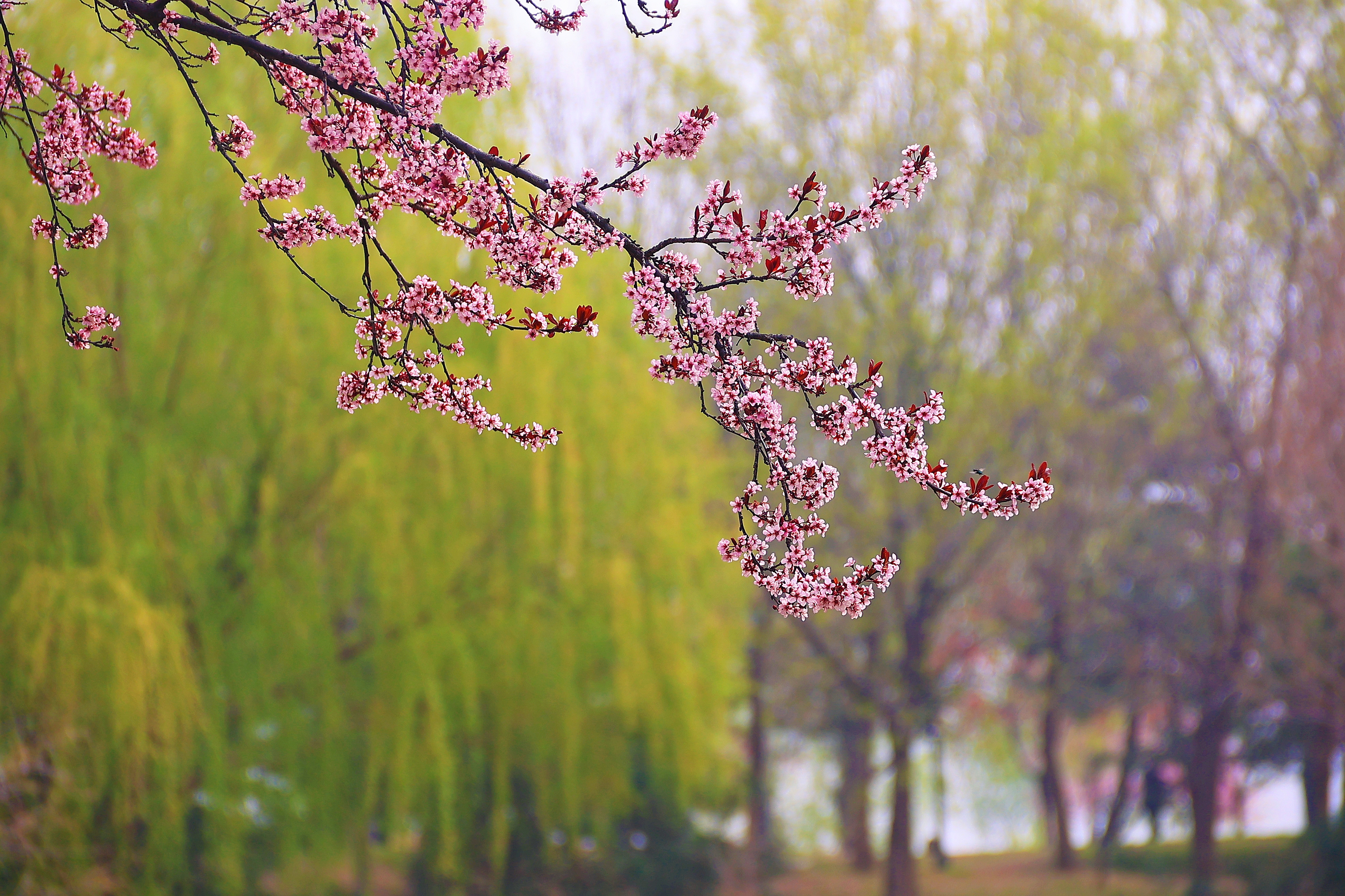 河南开封：花团锦簇 春到古城