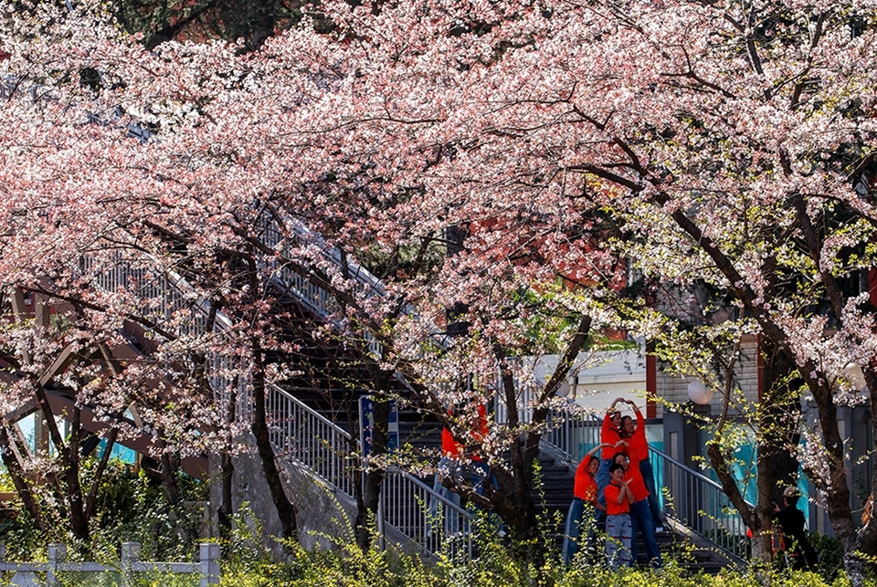 【多彩贵州·花漾中国】贵州钟山：水城河边樱花盛开 邀你开启浪漫之旅_fororder_7cdb460fed37e4d550a42a69e088f00