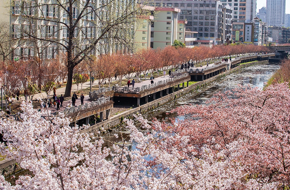 【多彩贵州·花漾中国】贵州钟山：水城河边樱花盛开 邀你开启浪漫之旅_fororder_258fe6293748b7c7b842d962c64820f