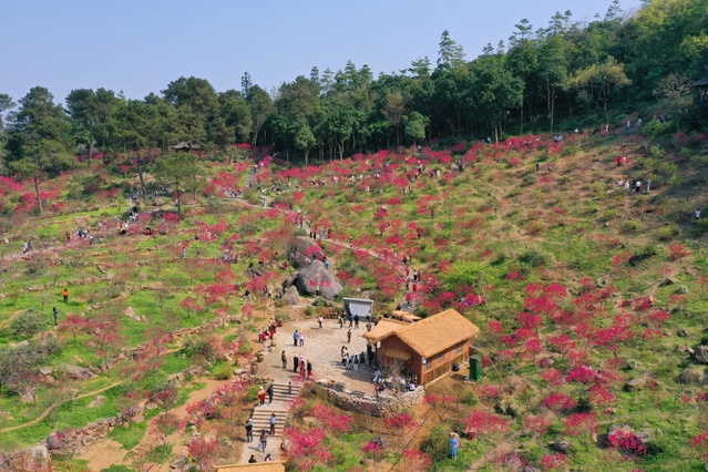 广西：又到桃花满山烂漫时