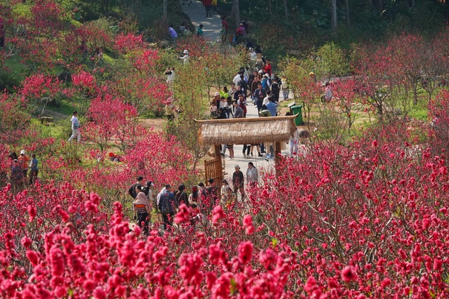 广西：又到桃花满山烂漫时