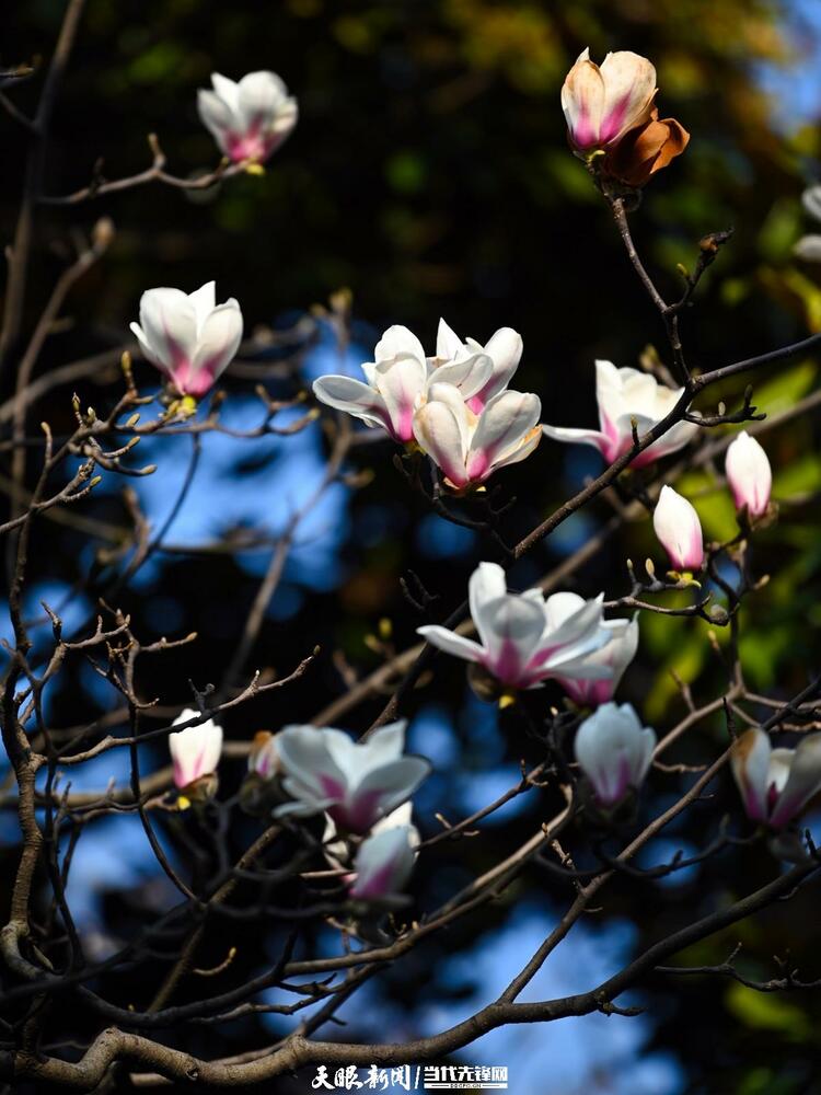 贵阳：莫道春来晚 赏花正当时