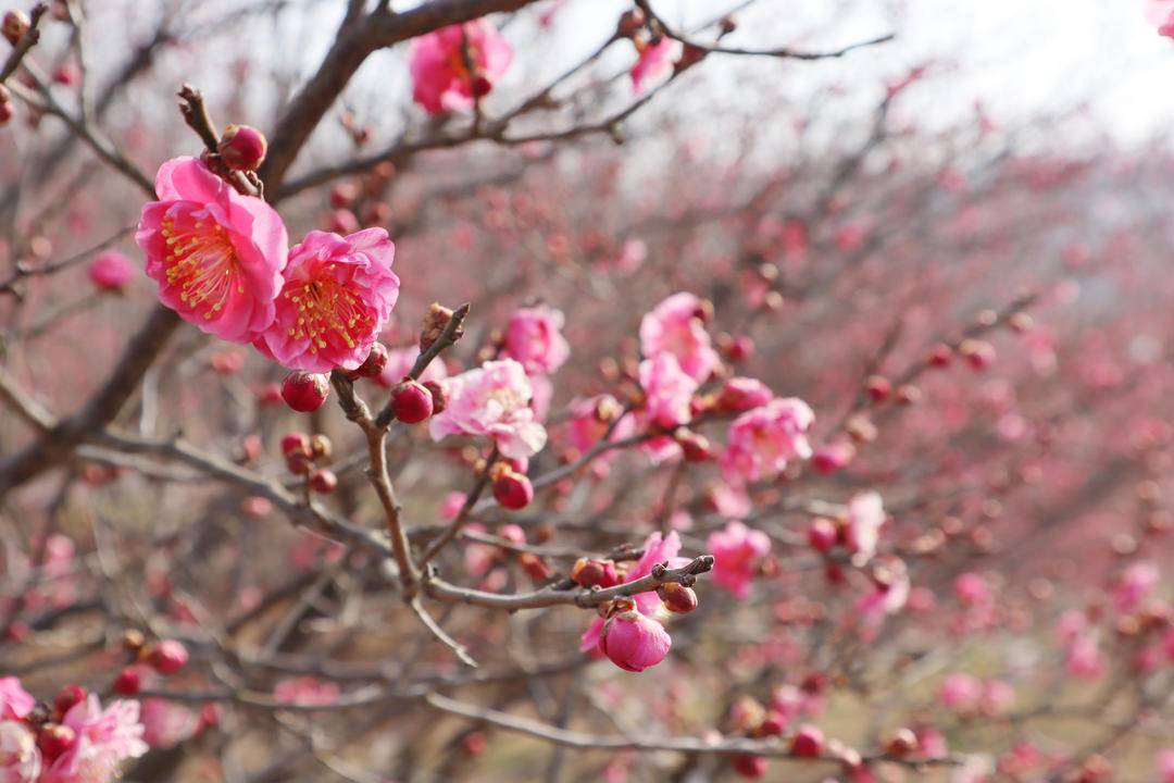 大连旅顺：红梅迎春开